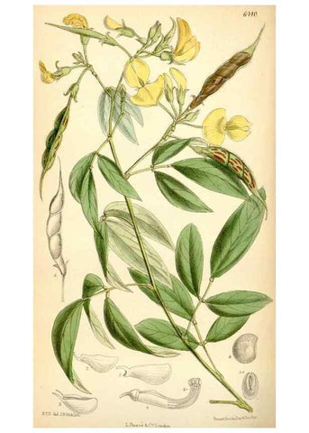 Reproducción/Reproduction 35357936656: Curtis's botanical magazine.. London ; New York [etc.] :Academic Press [etc.]