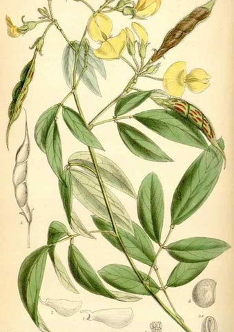 Reproducción/Reproduction 35357936656: Curtis's botanical magazine.. London ; New York [etc.] :Academic Press [etc.]