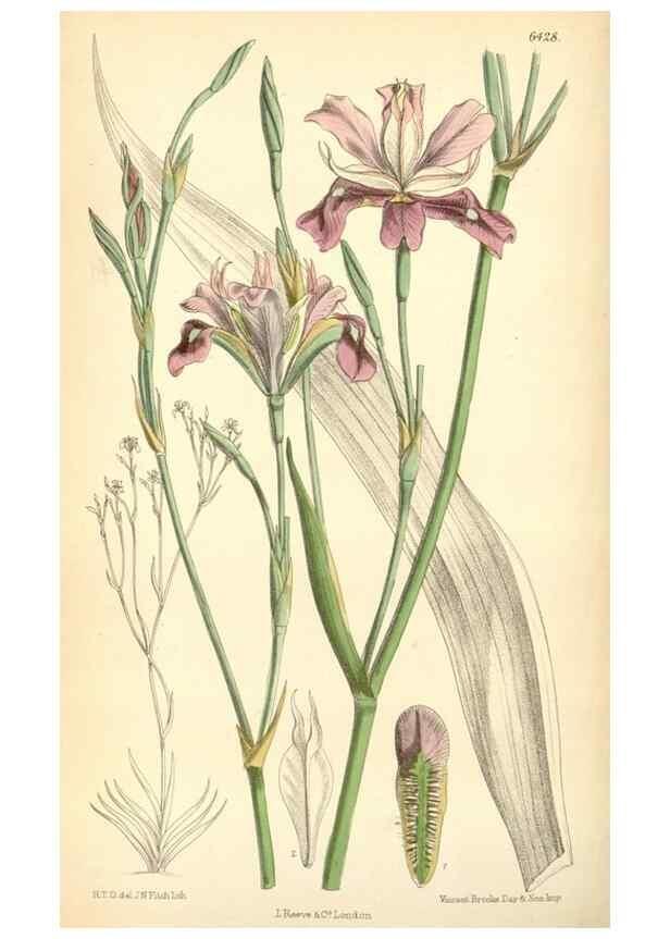 Reproducción/Reproduction 35230712182: Curtis's botanical magazine.. London ; New York [etc.] :Academic Press [etc.]