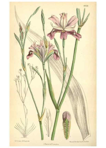 Reproducción/Reproduction 35230712182: Curtis's botanical magazine.. London ; New York [etc.] :Academic Press [etc.]