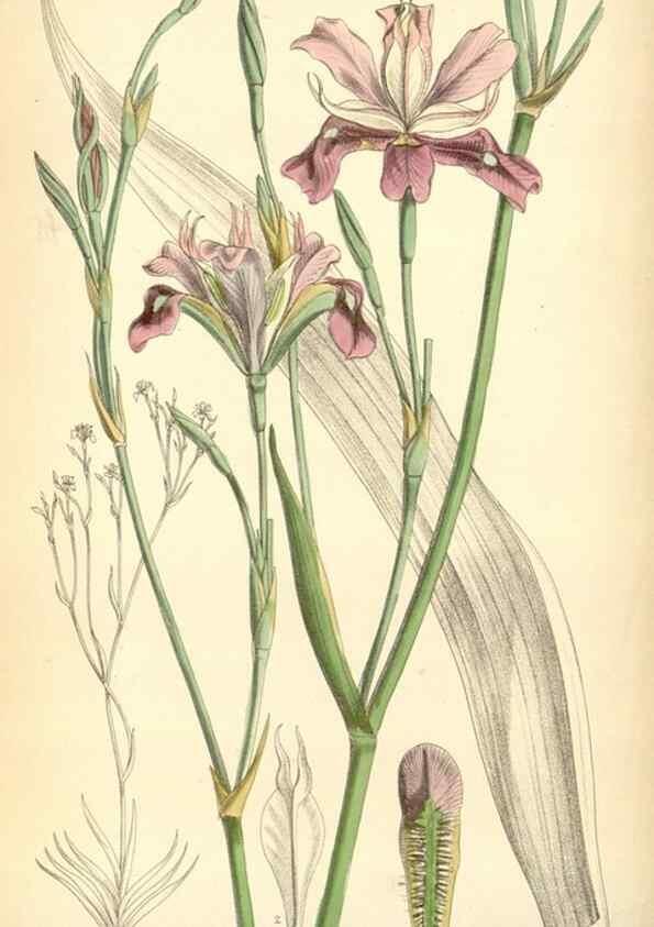 Reproducción/Reproduction 35230712182: Curtis's botanical magazine.. London ; New York [etc.] :Academic Press [etc.]