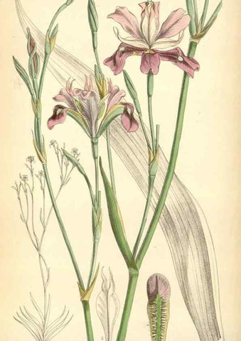 Reproducción/Reproduction 35230712182: Curtis's botanical magazine.. London ; New York [etc.] :Academic Press [etc.]