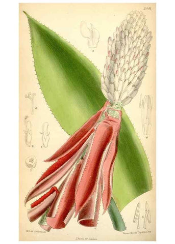 Reproducción/Reproduction 35396996365: Curtis's botanical magazine.. London ; New York [etc.] :Academic Press [etc.]