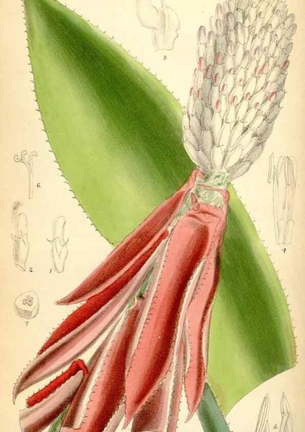 Reproducción/Reproduction 35396996365: Curtis's botanical magazine.. London ; New York [etc.] :Academic Press [etc.]