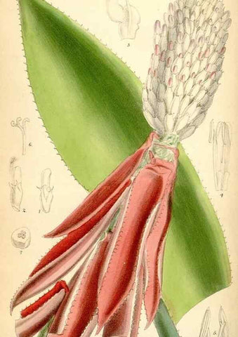 Reproducción/Reproduction 35396996365: Curtis's botanical magazine.. London ; New York [etc.] :Academic Press [etc.]