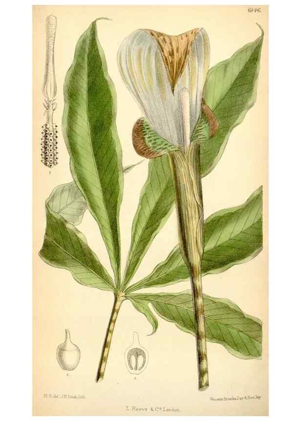 Reproducción/Reproduction 35010192670: Curtis's botanical magazine.. London ; New York [etc.] :Academic Press [etc.]