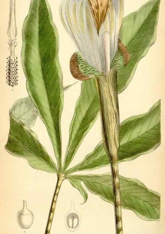 Reproducción/Reproduction 35010192670: Curtis's botanical magazine.. London ; New York [etc.] :Academic Press [etc.]