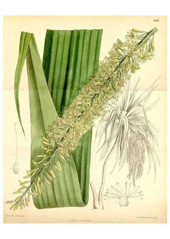 Reproducción/Reproduction 35010194810: Curtis's botanical magazine.. London ; New York [etc.] :Academic Press [etc.]