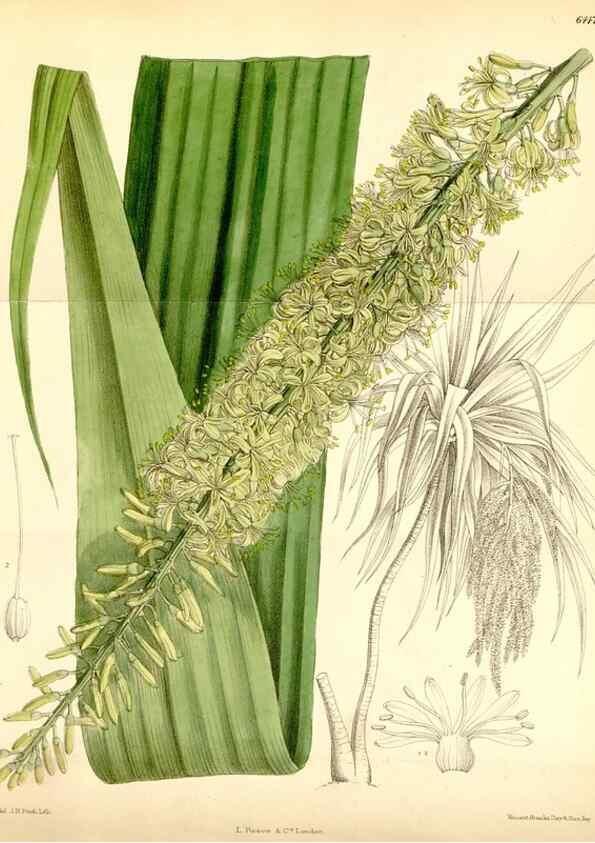Reproducción/Reproduction 35010194810: Curtis's botanical magazine.. London ; New York [etc.] :Academic Press [etc.]