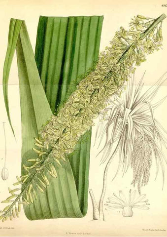 Reproducción/Reproduction 35010194810: Curtis's botanical magazine.. London ; New York [etc.] :Academic Press [etc.]