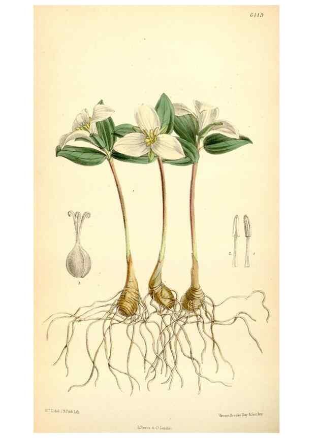 Reproducción/Reproduction 35267604781: Curtis's botanical magazine.. London ; New York [etc.] :Academic Press [etc.]