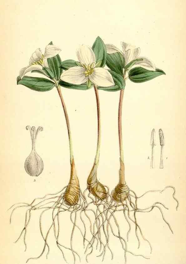 Reproducción/Reproduction 35267604781: Curtis's botanical magazine.. London ; New York [etc.] :Academic Press [etc.]