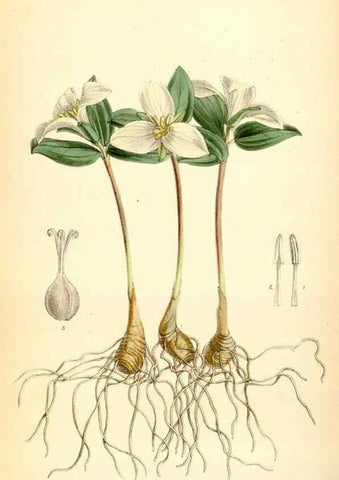 Reproducción/Reproduction 35267604781: Curtis's botanical magazine.. London ; New York [etc.] :Academic Press [etc.]