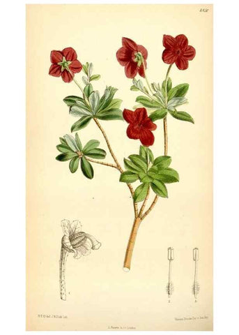 Reproducción/Reproduction 35357958186: Curtis's botanical magazine.. London ; New York [etc.] :Academic Press [etc.]