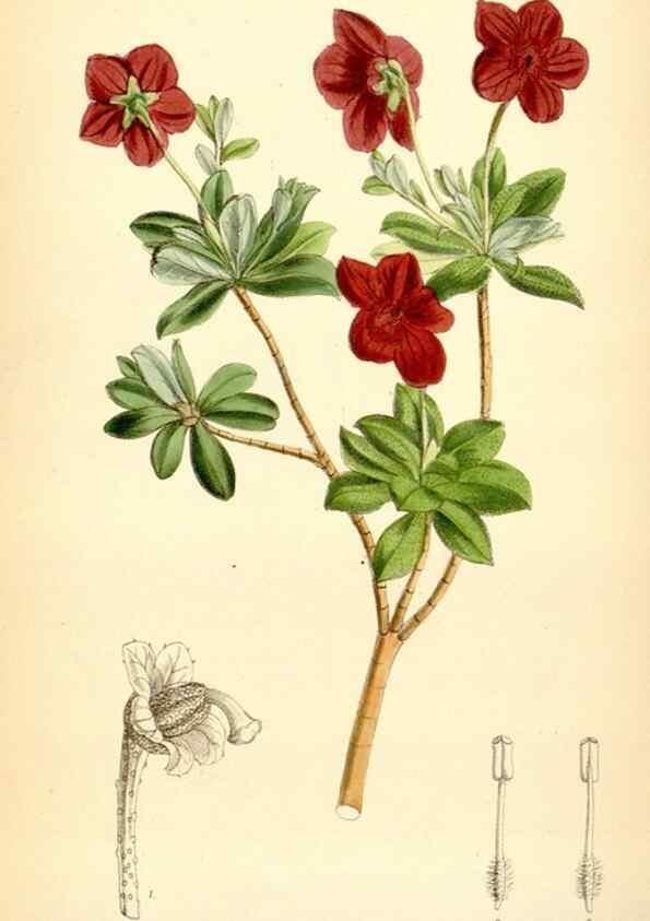 Reproducción/Reproduction 35357958186: Curtis's botanical magazine.. London ; New York [etc.] :Academic Press [etc.]