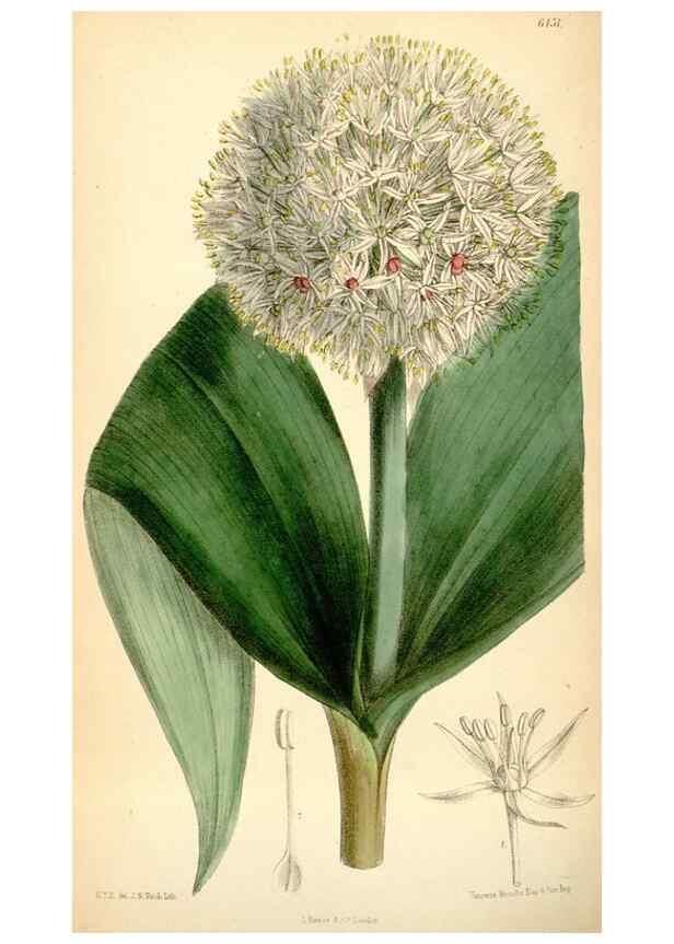 Reproducción/Reproduction 35357960666: Curtis's botanical magazine.. London ; New York [etc.] :Academic Press [etc.]