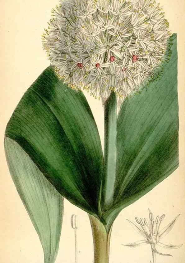 Reproducción/Reproduction 35357960666: Curtis's botanical magazine.. London ; New York [etc.] :Academic Press [etc.]