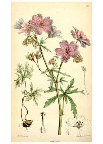 Reproducción/Reproduction 35267609331: Curtis's botanical magazine.. London ; New York [etc.] :Academic Press [etc.]