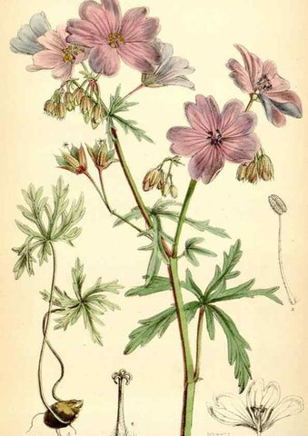 Reproducción/Reproduction 35267609331: Curtis's botanical magazine.. London ; New York [etc.] :Academic Press [etc.]
