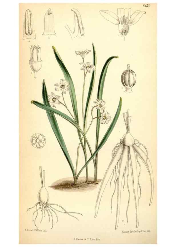 Reproducción/Reproduction 35267610791: Curtis's botanical magazine.. London ; New York [etc.] :Academic Press [etc.]