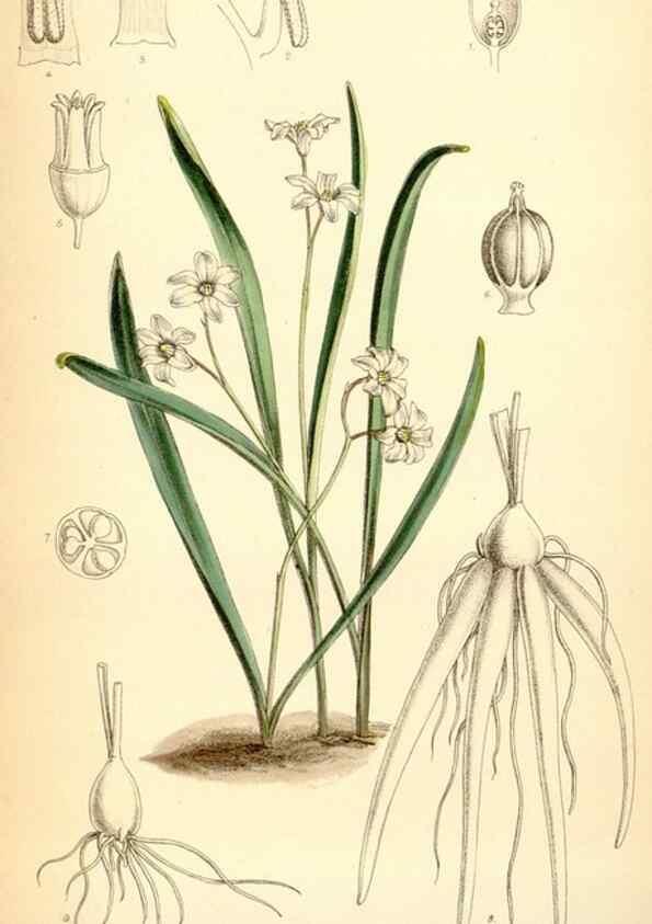 Reproducción/Reproduction 35267610791: Curtis's botanical magazine.. London ; New York [etc.] :Academic Press [etc.]
