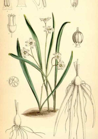 Reproducción/Reproduction 35267610791: Curtis's botanical magazine.. London ; New York [etc.] :Academic Press [etc.]