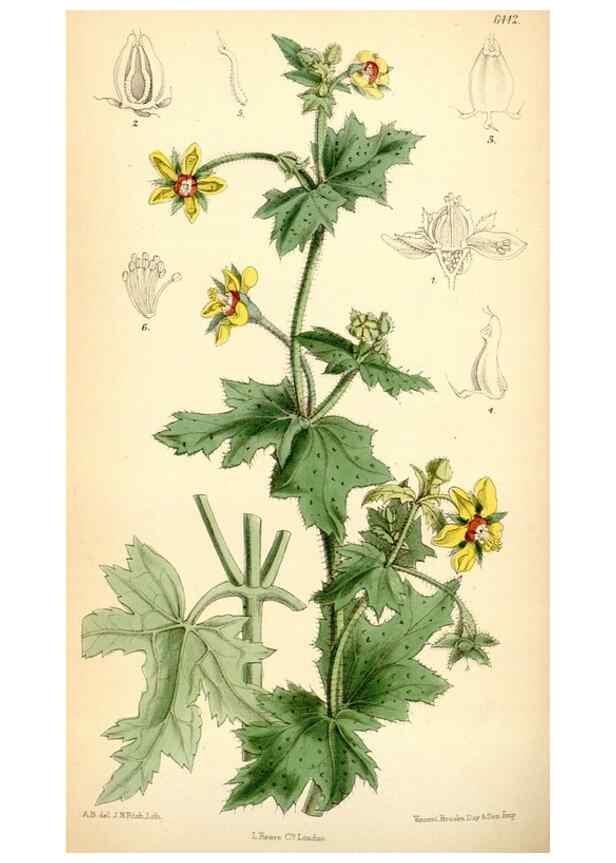 Reproducción/Reproduction 35010180390: Curtis's botanical magazine.. London ; New York [etc.] :Academic Press [etc.]