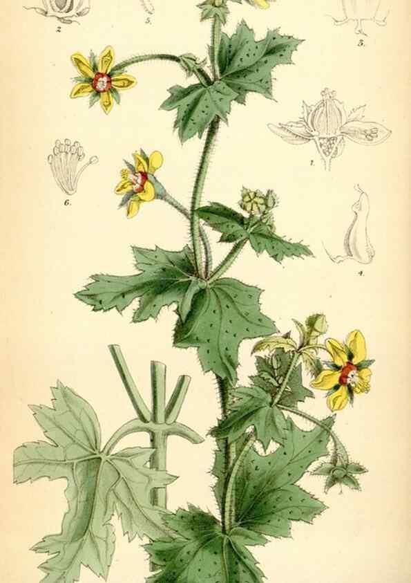 Reproducción/Reproduction 35010180390: Curtis's botanical magazine.. London ; New York [etc.] :Academic Press [etc.]