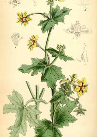Reproducción/Reproduction 35010180390: Curtis's botanical magazine.. London ; New York [etc.] :Academic Press [etc.]