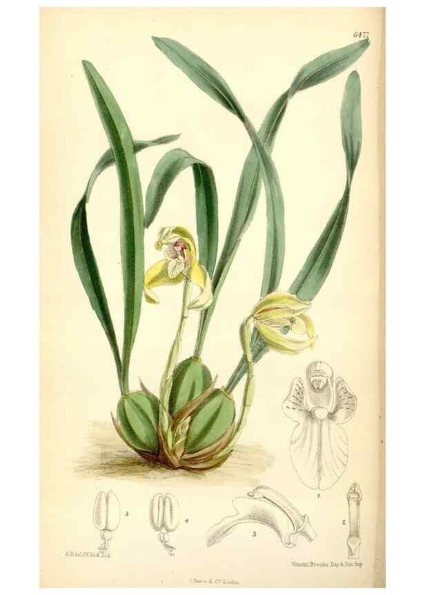Reproducción/Reproduction 35230865502: Curtis's botanical magazine.. London ; New York [etc.] :Academic Press [etc.]