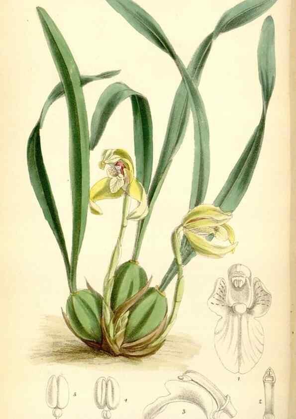 Reproducción/Reproduction 35230865502: Curtis's botanical magazine.. London ; New York [etc.] :Academic Press [etc.]