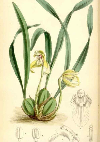 Reproducción/Reproduction 35230865502: Curtis's botanical magazine.. London ; New York [etc.] :Academic Press [etc.]