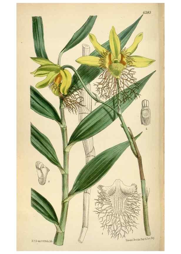 Reproducción/Reproduction 35396769115: Curtis's botanical magazine.. London ; New York [etc.] :Academic Press [etc.]