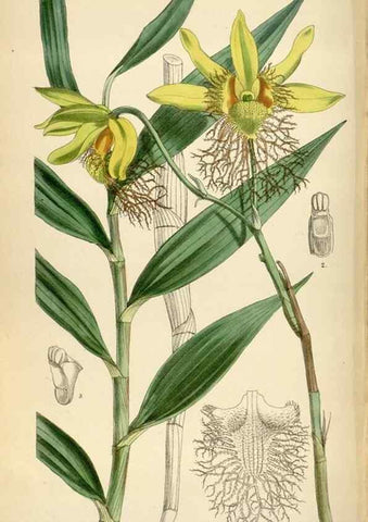 Reproducción/Reproduction 35396769115: Curtis's botanical magazine.. London ; New York [etc.] :Academic Press [etc.]