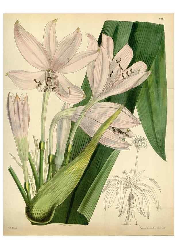 Reproducción/Reproduction 35230541042: Curtis's botanical magazine.. London ; New York [etc.] :Academic Press [etc.]