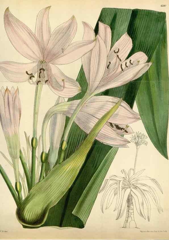 Reproducción/Reproduction 35230541042: Curtis's botanical magazine.. London ; New York [etc.] :Academic Press [etc.]