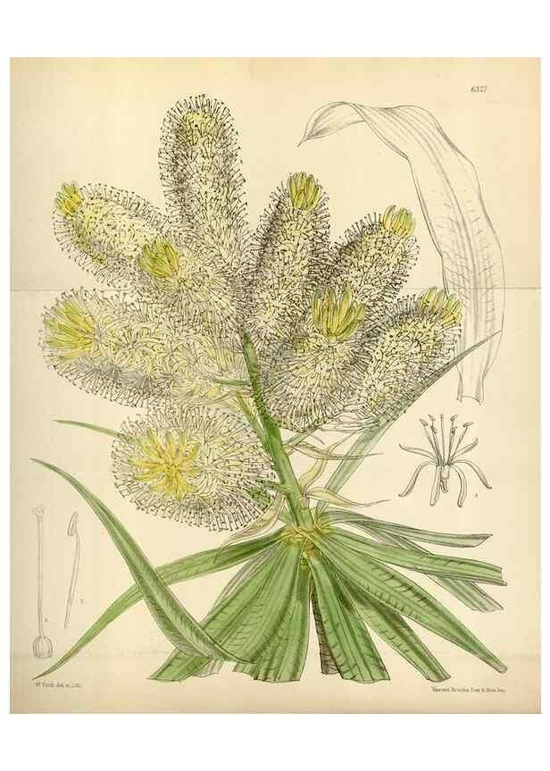 Reproducción/Reproduction 34554184794: Curtis's botanical magazine.. London ; New York [etc.] :Academic Press [etc.]