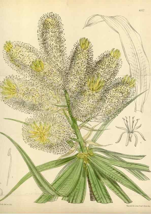Reproducción/Reproduction 34554184794: Curtis's botanical magazine.. London ; New York [etc.] :Academic Press [etc.]