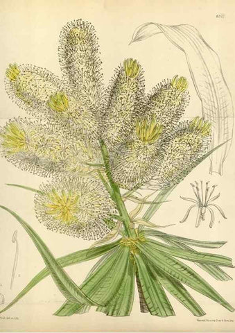 Reproducción/Reproduction 34554184794: Curtis's botanical magazine.. London ; New York [etc.] :Academic Press [etc.]