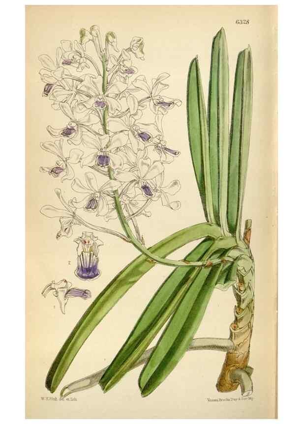 Reproducción/Reproduction 35396596925: Curtis's botanical magazine.. London ; New York [etc.] :Academic Press [etc.]