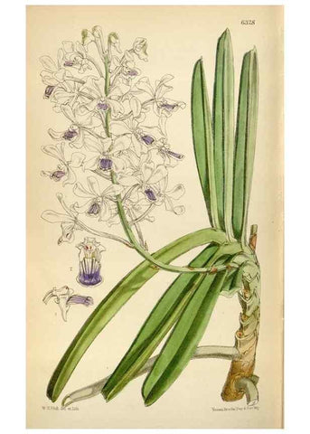 Reproducción/Reproduction 35396596925: Curtis's botanical magazine.. London ; New York [etc.] :Academic Press [etc.]