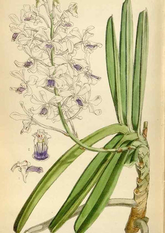 Reproducción/Reproduction 35396596925: Curtis's botanical magazine.. London ; New York [etc.] :Academic Press [etc.]