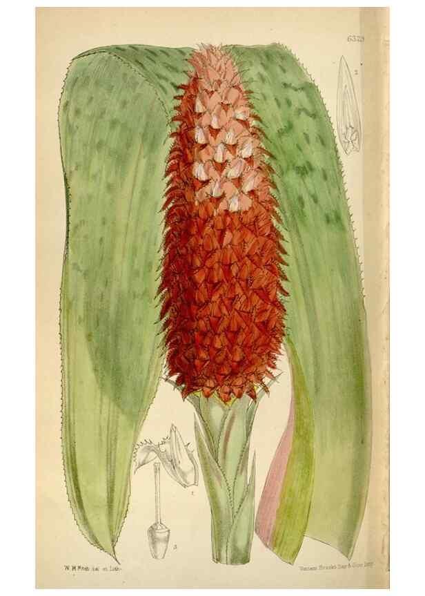Reproducción/Reproduction 35396600835: Curtis's botanical magazine.. London ; New York [etc.] :Academic Press [etc.]