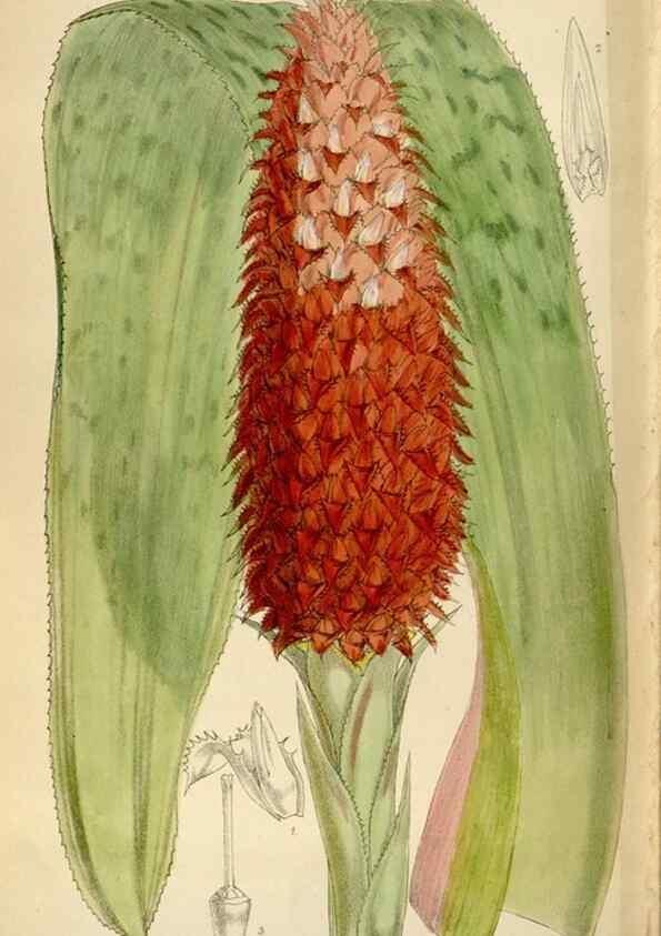 Reproducción/Reproduction 35396600835: Curtis's botanical magazine.. London ; New York [etc.] :Academic Press [etc.]