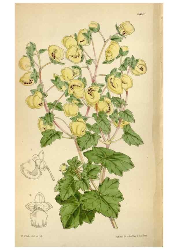 Reproducción/Reproduction 35009788200: Curtis's botanical magazine.. London ; New York [etc.] :Academic Press [etc.]