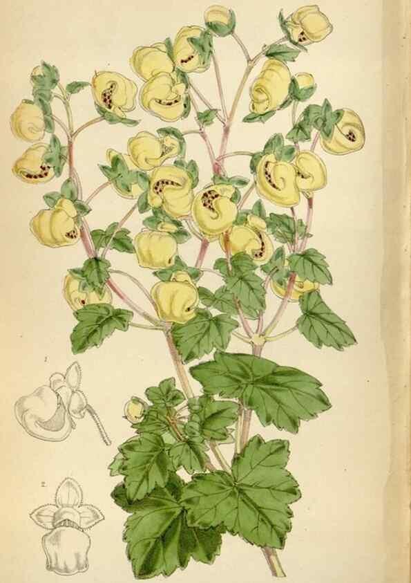 Reproducción/Reproduction 35009788200: Curtis's botanical magazine.. London ; New York [etc.] :Academic Press [etc.]