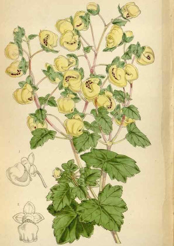 Reproducción/Reproduction 35009788200: Curtis's botanical magazine.. London ; New York [etc.] :Academic Press [etc.]