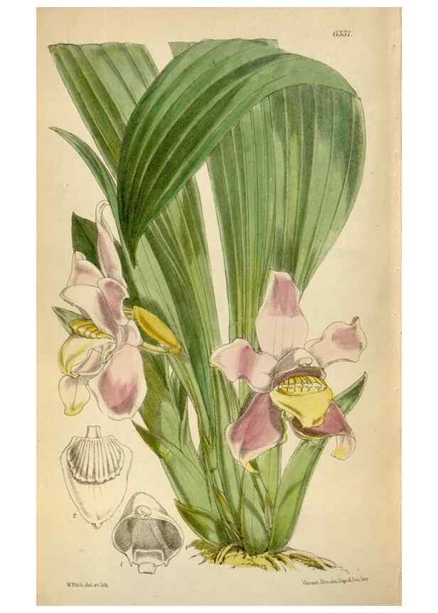 Reproducción/Reproduction 35009790250: Curtis's botanical magazine.. London ; New York [etc.] :Academic Press [etc.]