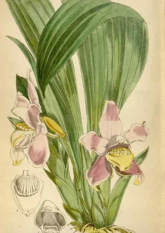 Reproducción/Reproduction 35009790250: Curtis's botanical magazine.. London ; New York [etc.] :Academic Press [etc.]