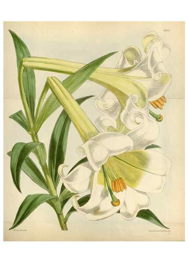 Reproducción/Reproduction 35009791690: Curtis's botanical magazine.. London ; New York [etc.] :Academic Press [etc.]
